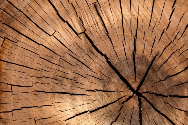 Timber myths: ForestPaths’ coordinator Dr Hans Verkerk to discuss sustainably managed forests at a live event