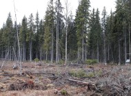 Recent studies shed light on the impacts of different silvicultural practices